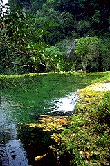 semuc2.gif (24116 bytes)